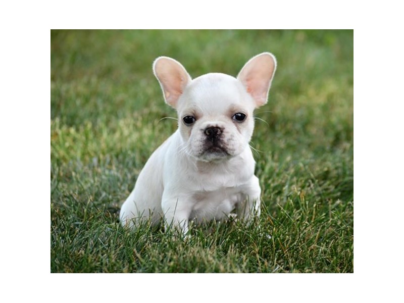 French Bulldog