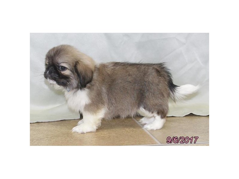 Pekingese