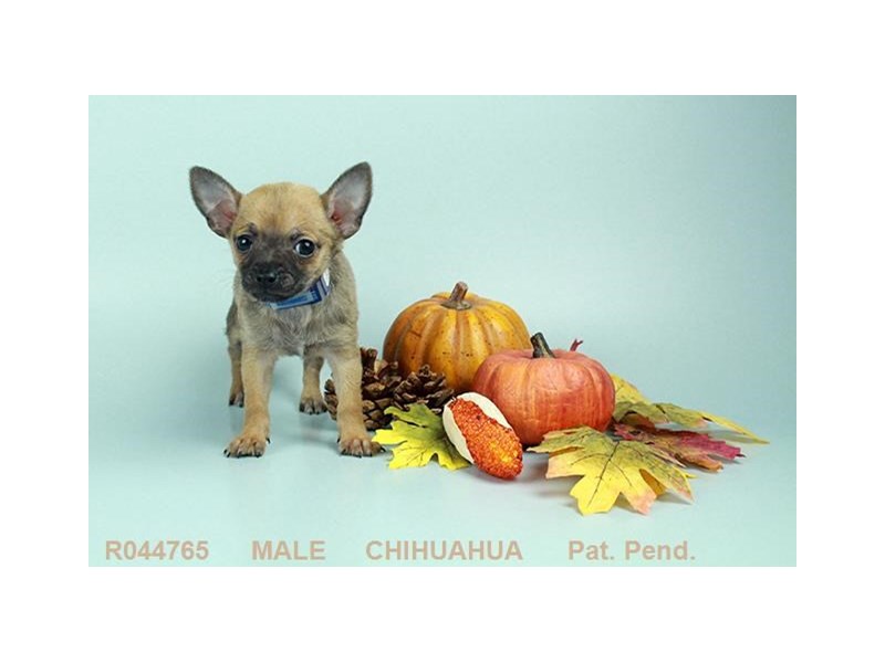 Chihuahua