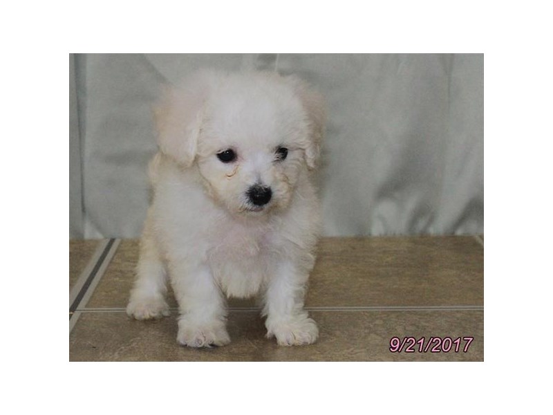 Bichon Frise