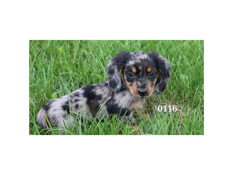 Dachshund