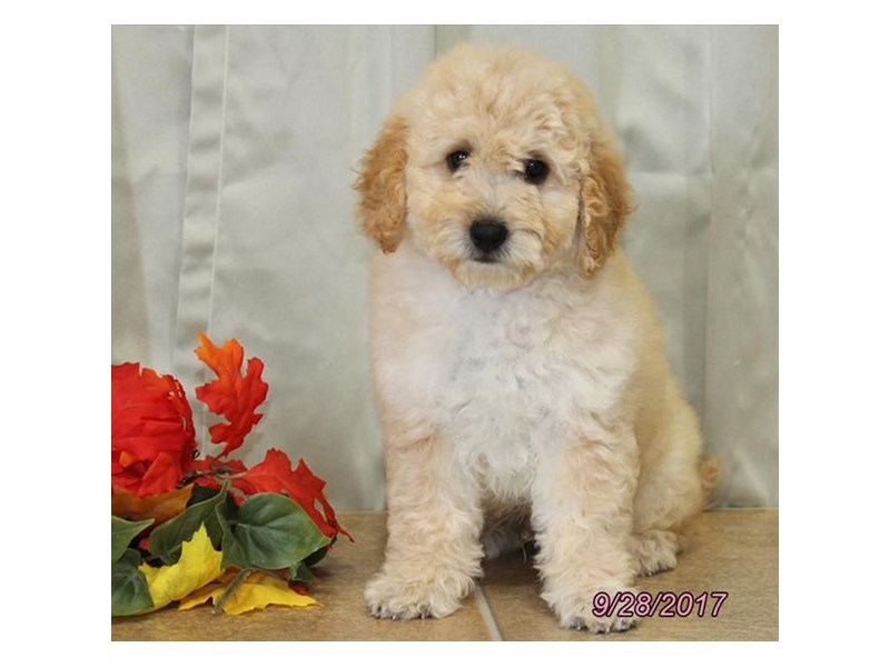 Mini Goldendoodle 2nd Gen