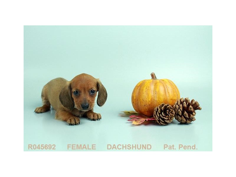 Dachshund