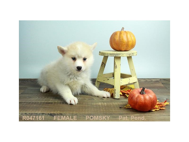 Pomsky