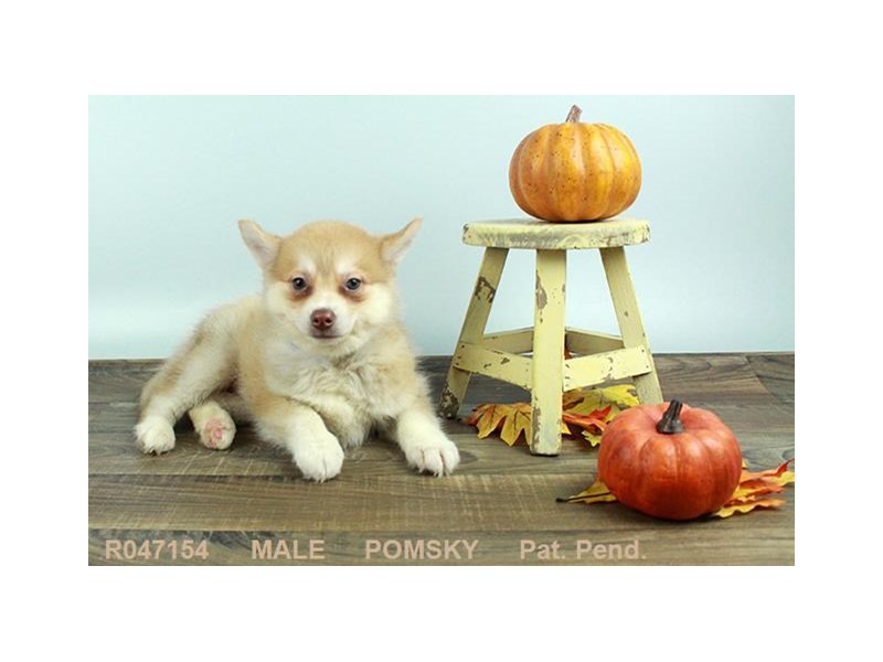Pomsky
