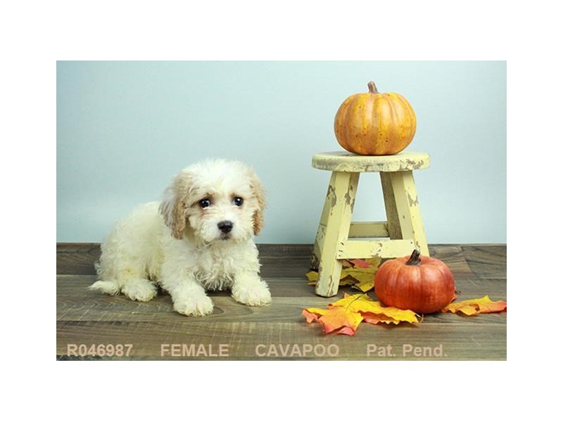 Cavapoo