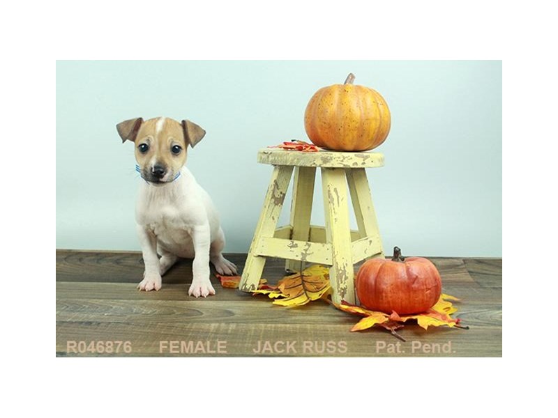 Jack Russell Terrier