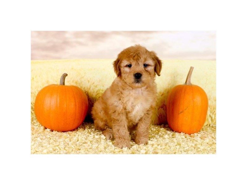 Mini Goldendoodle 2nd Gen