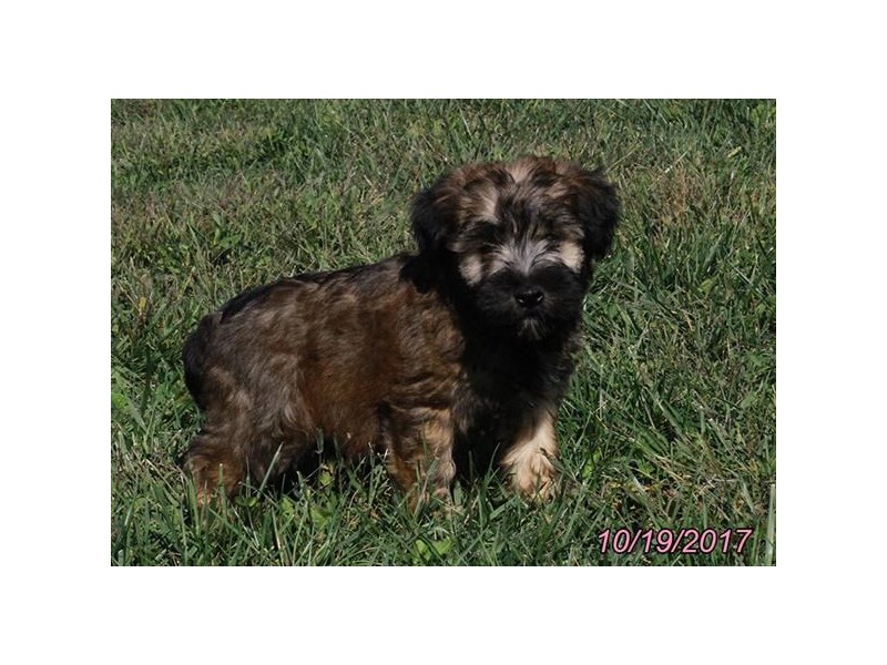 Soft Coated Wheaten Terrier