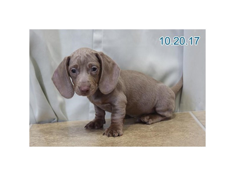 Dachshund