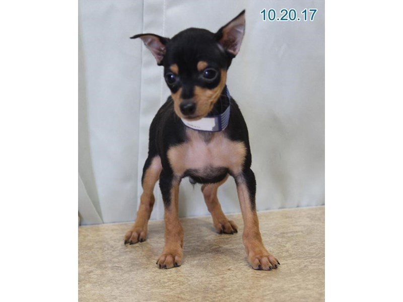 Miniature Pincher