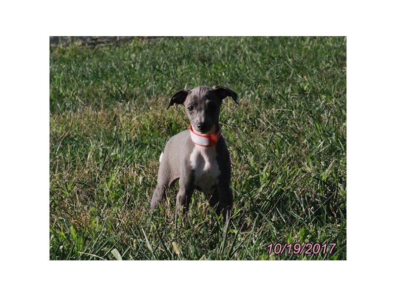 Italian Greyhound