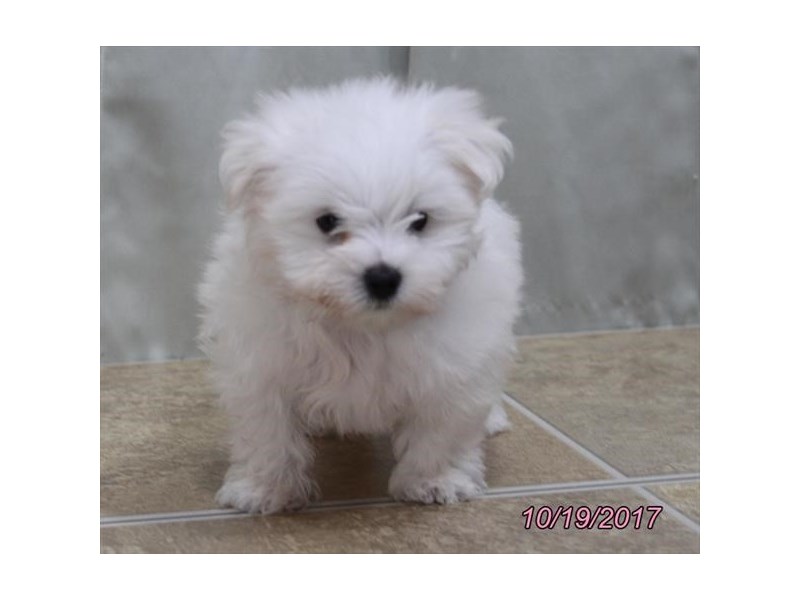 Maltese