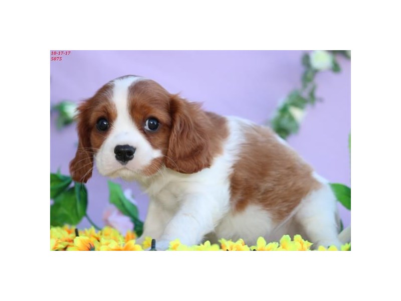 Cavalier King Charles Spaniel