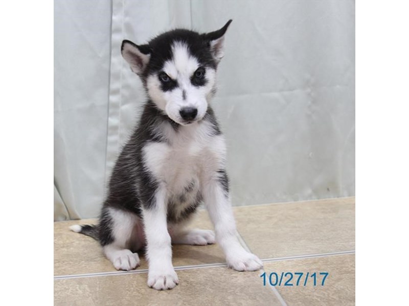 Siberian Husky