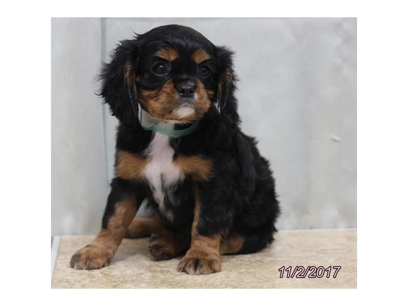 Cavalier King Charles Spaniel