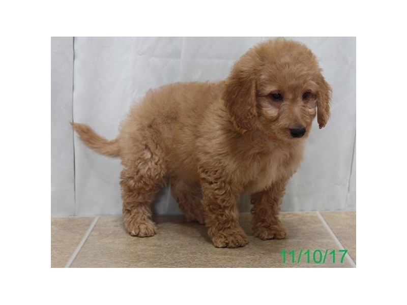 Mini Goldendoodle 2nd Gen