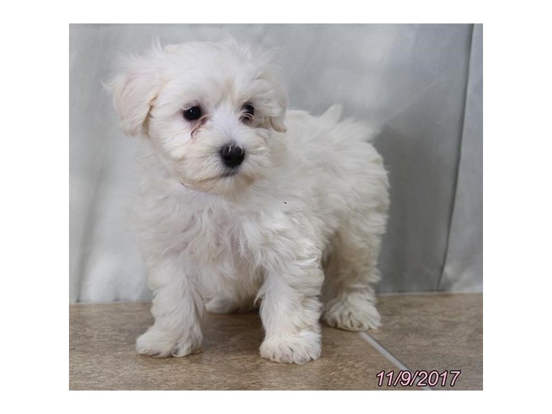 Maltipoo