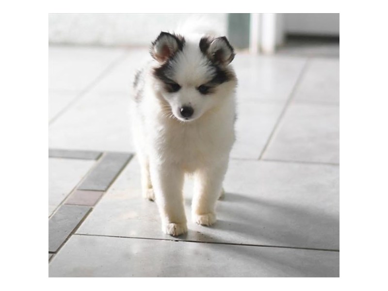 Pomsky