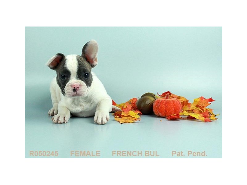 French Bulldog