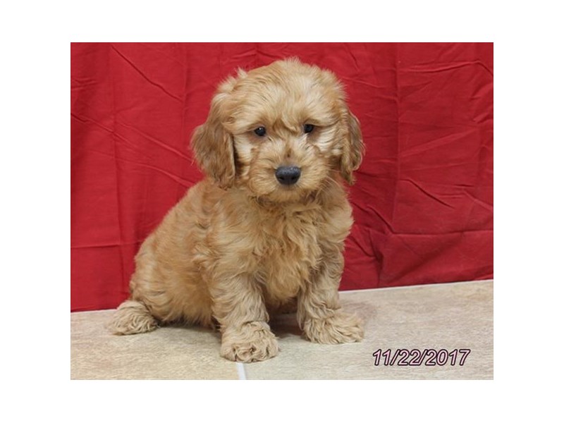 Mini Goldendoodle