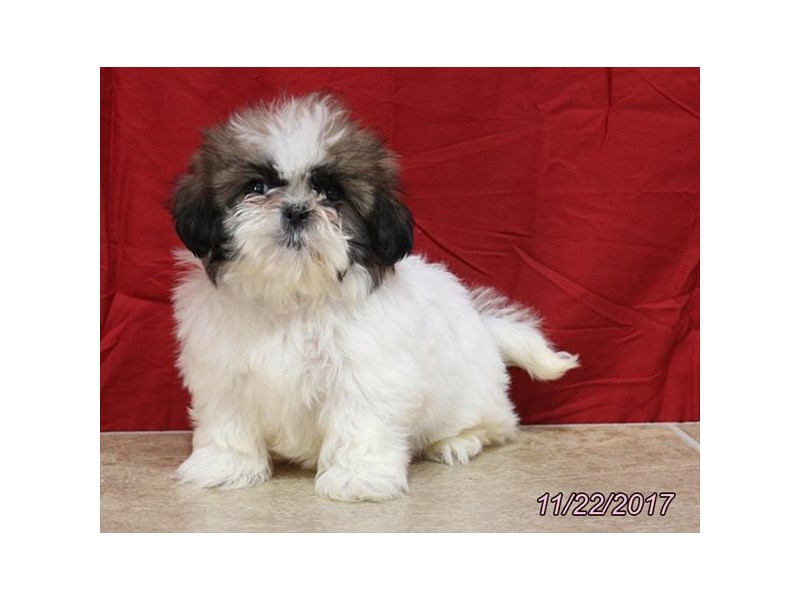Shih Tzu