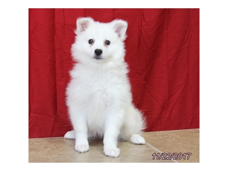 American Eskimo Dog