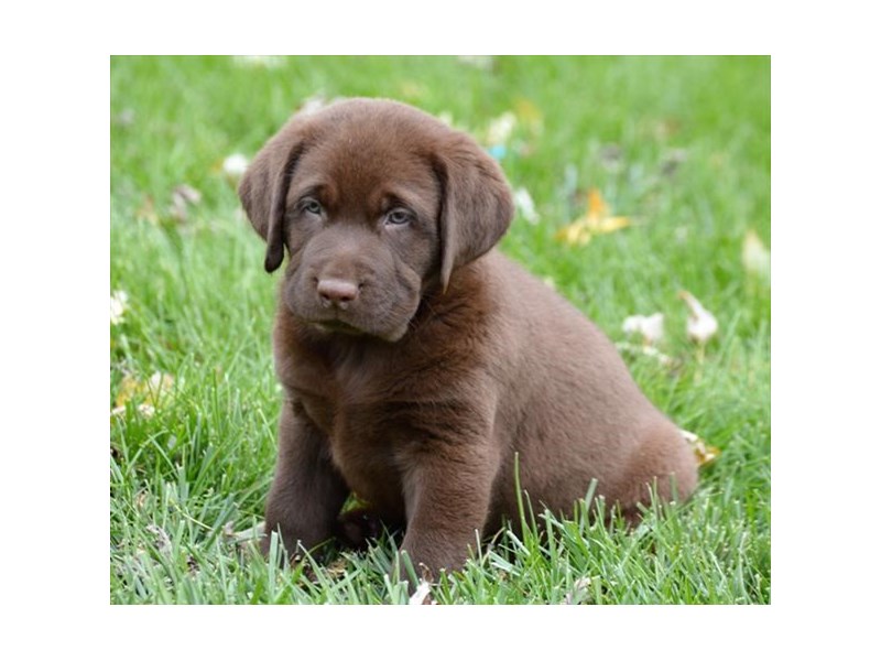 Labrador Retriever