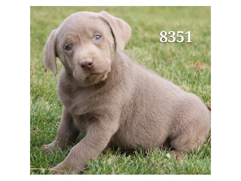 Labrador Retriever