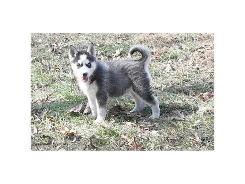 Siberian Husky