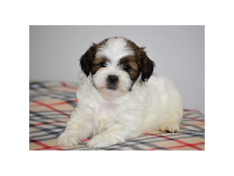 Shih poo