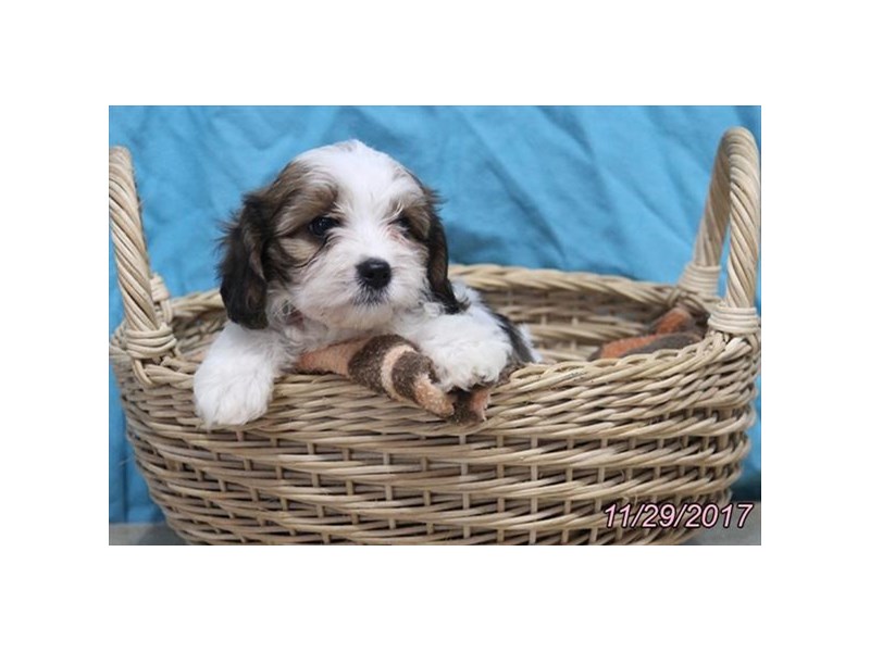 Cavapoo