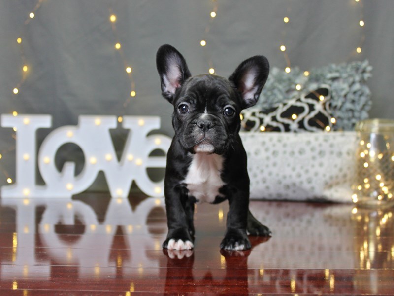French Bulldog