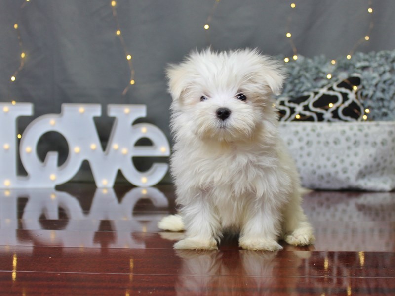 Maltese