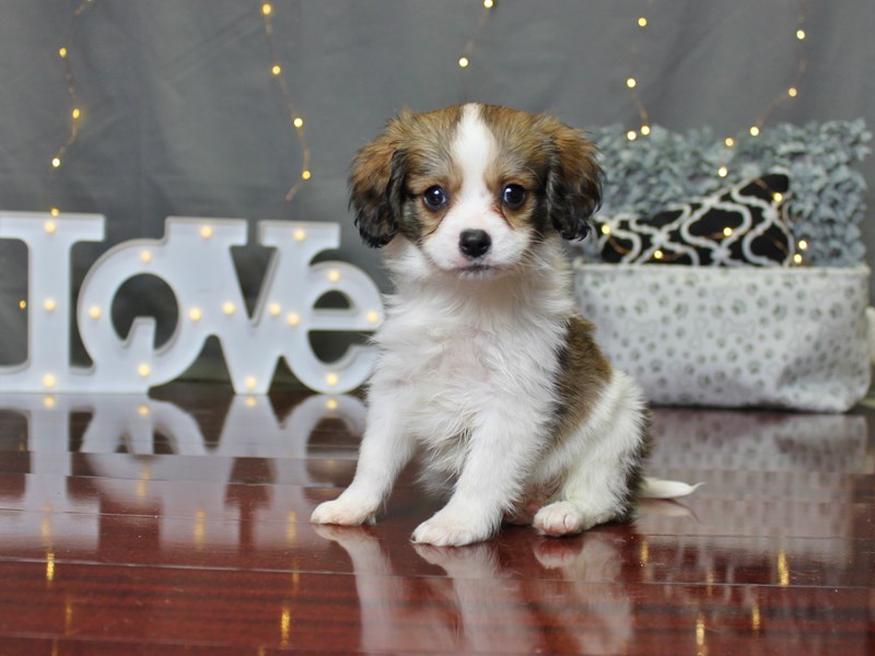 Cavachon