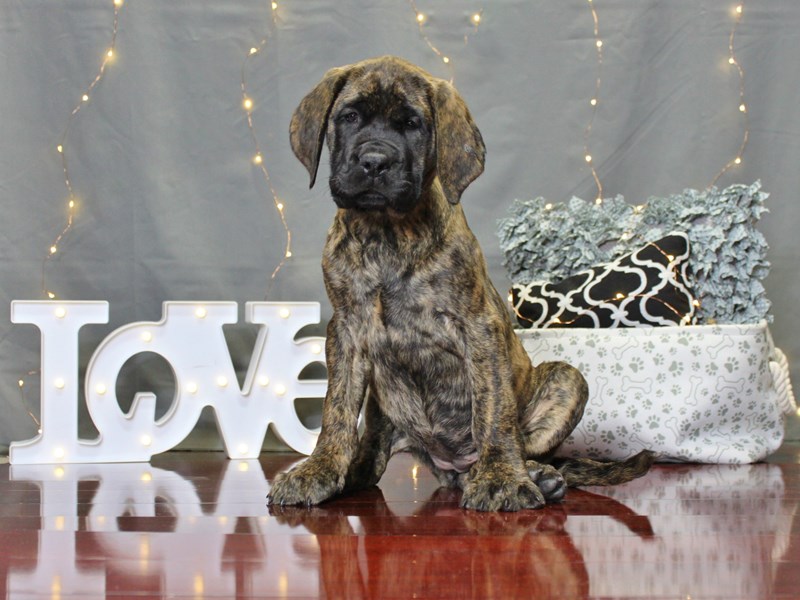 English Mastiff