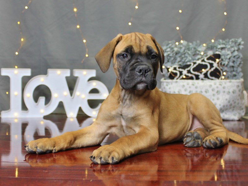 BULLMASTIFF