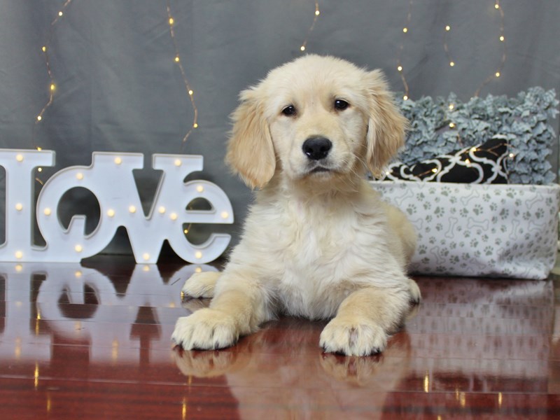 Golden Retriever