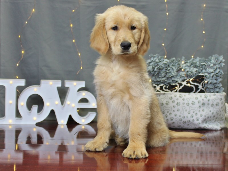 Golden Retriever