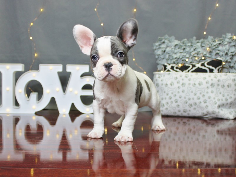French Bulldog