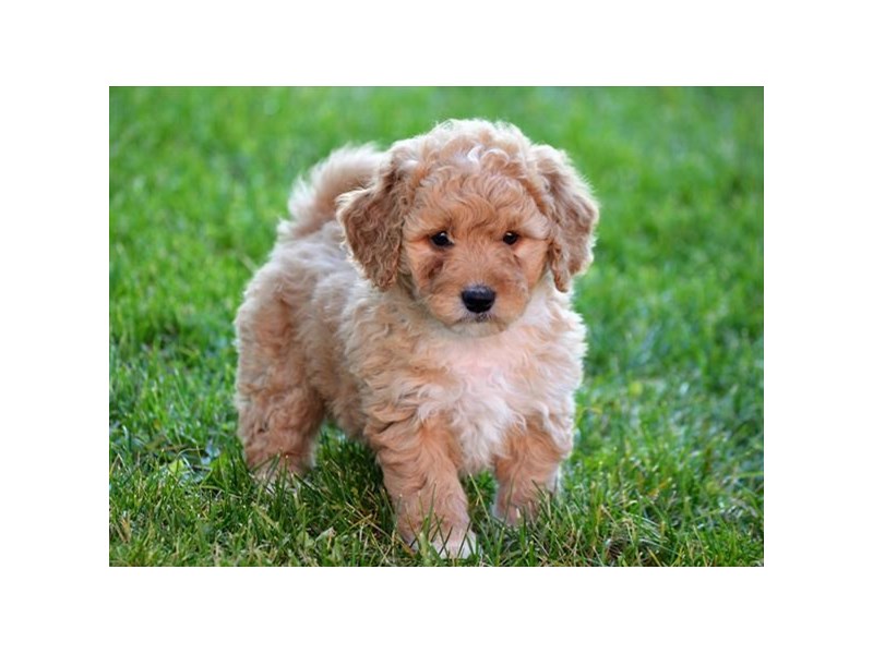 Mini Goldendoodle 2nd Gen