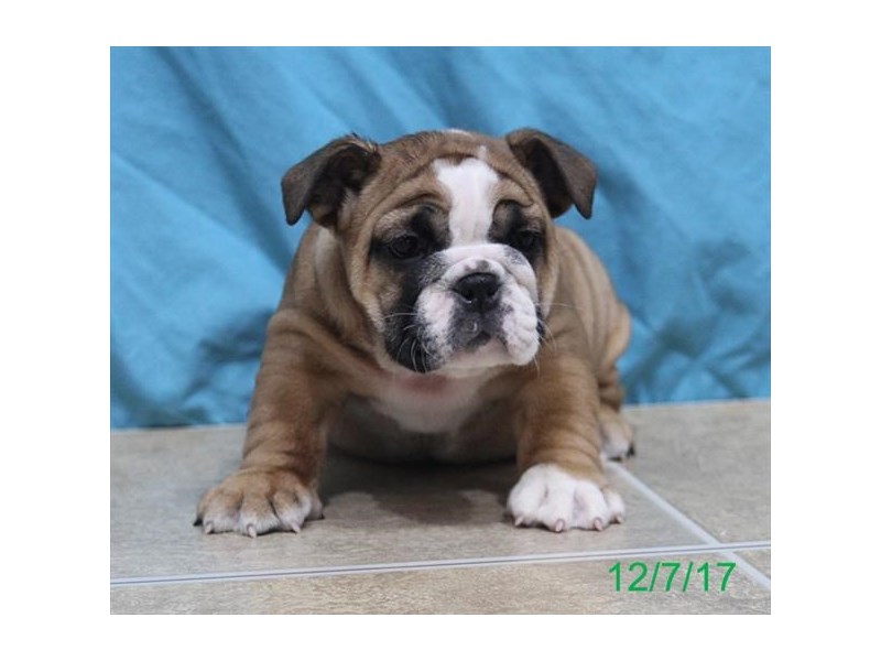 English Bulldog