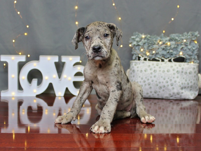 Great Dane