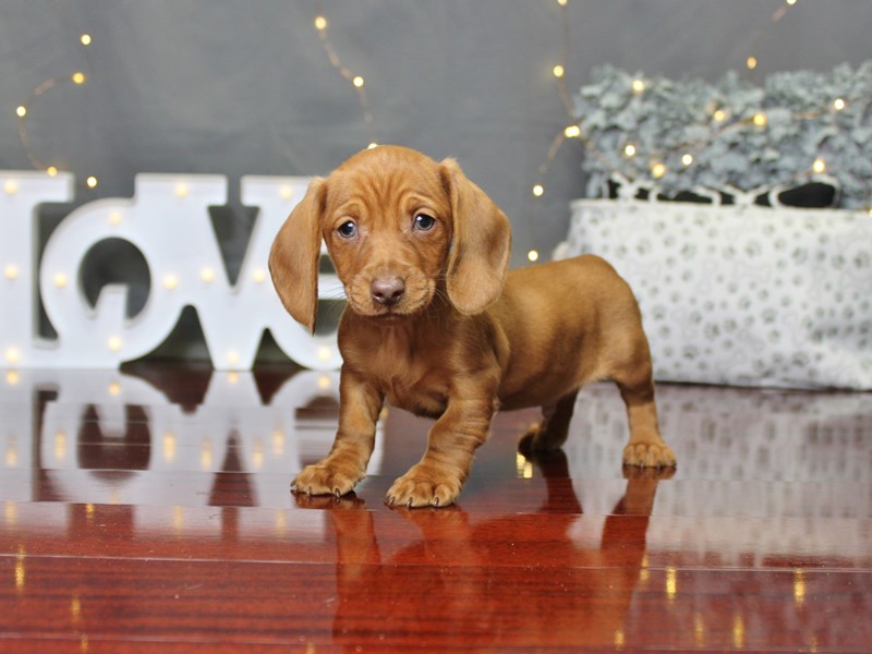 Dachshund
