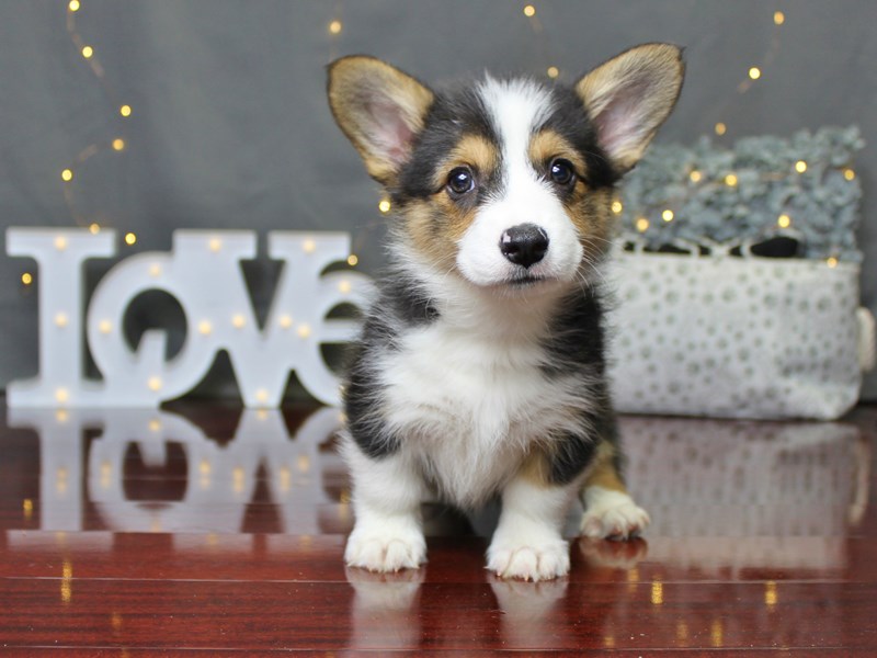 Pembroke Welsh Corgi