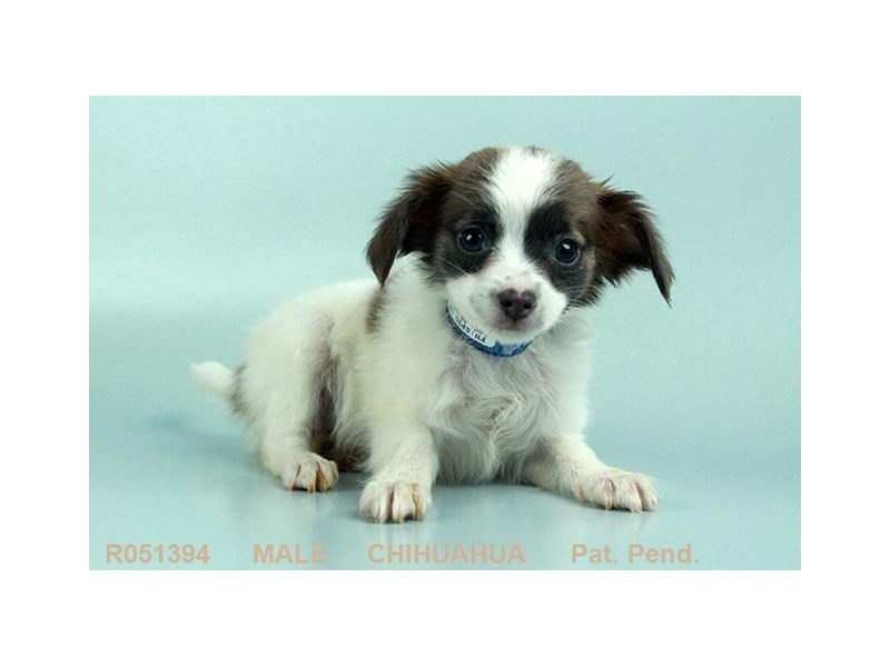 Chihuahua
