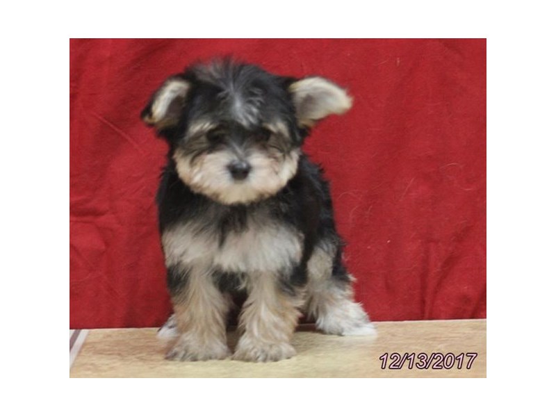 Morkie