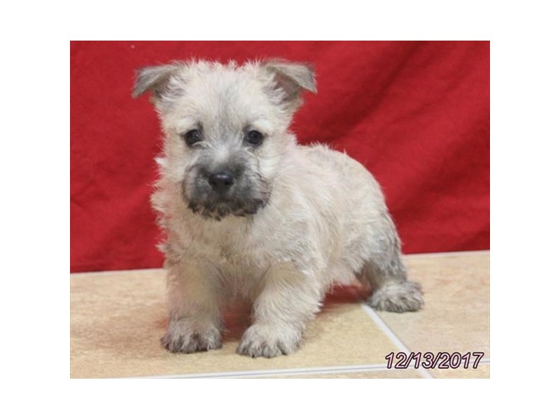 Cairn Terrier