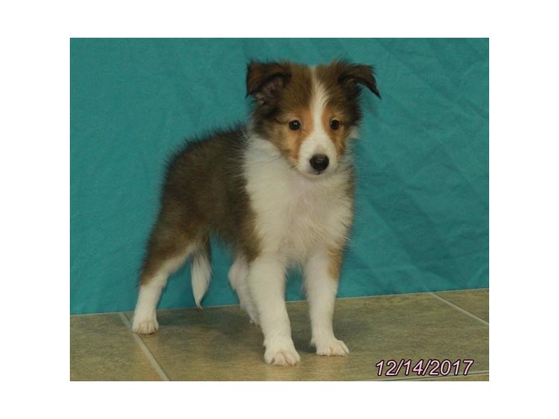 Shetland Sheepdog