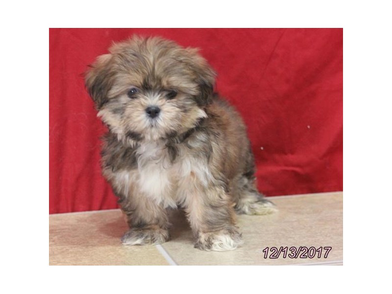 Shih Tzu